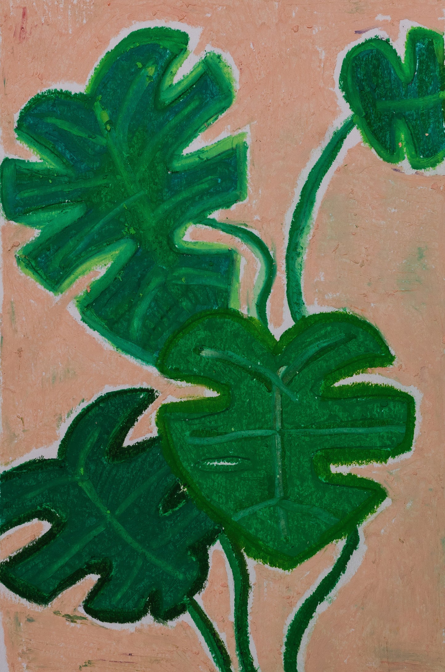 Monstera